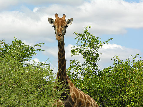 Giraffe Foto 